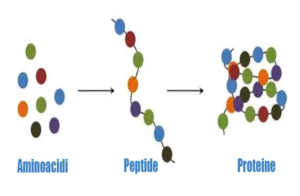 termine scientifico di aminoacido