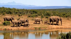 Animali della savana